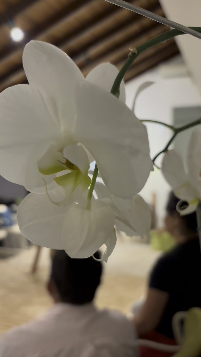 Uma orquídea branca da casa